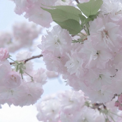 克孜勒苏福瑞交流群